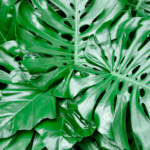 Monstera Deliciosa Deve Tabanı
