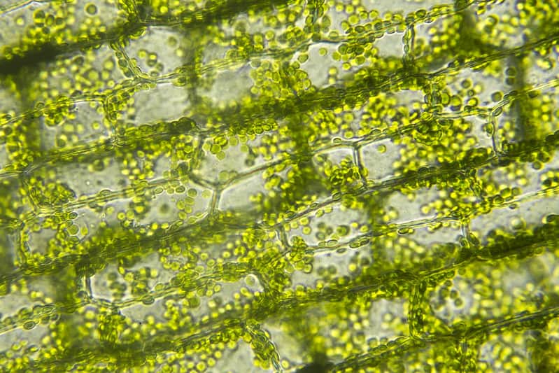 Kloroplast Hücrelerinin Yakından Görünümü 