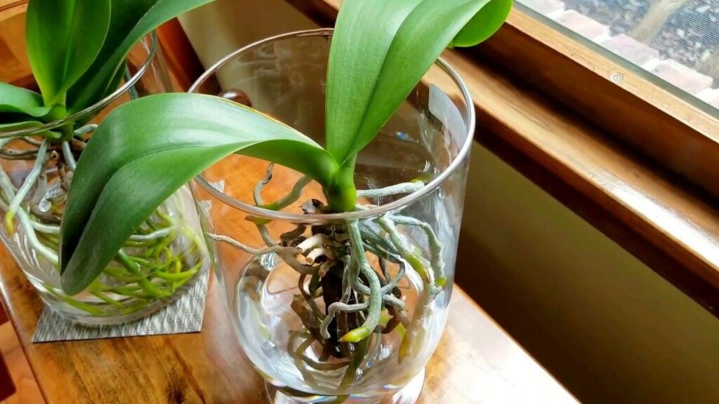 Orkide Yetiştirme İpuçları