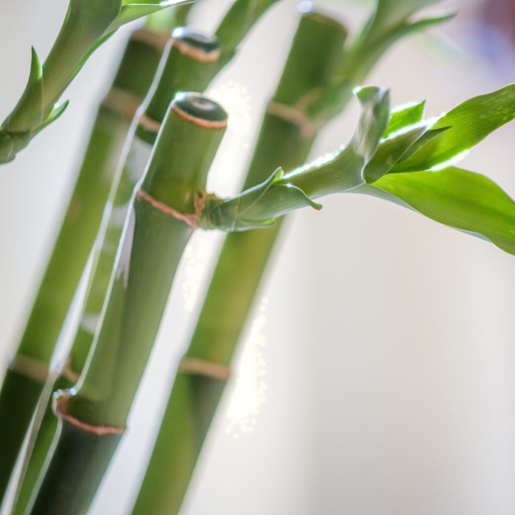 Bambu Bitkisi Bakımı