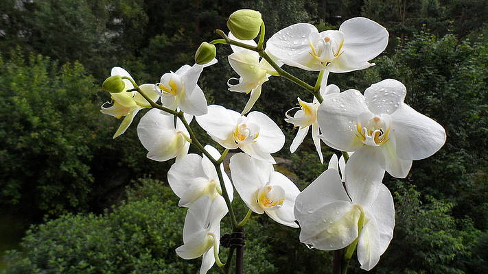 Orkide Bitkisi